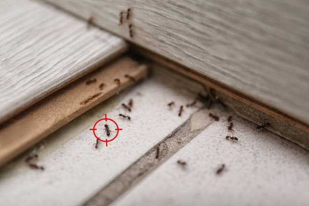Trusted Santee, SC Pest Control Experts