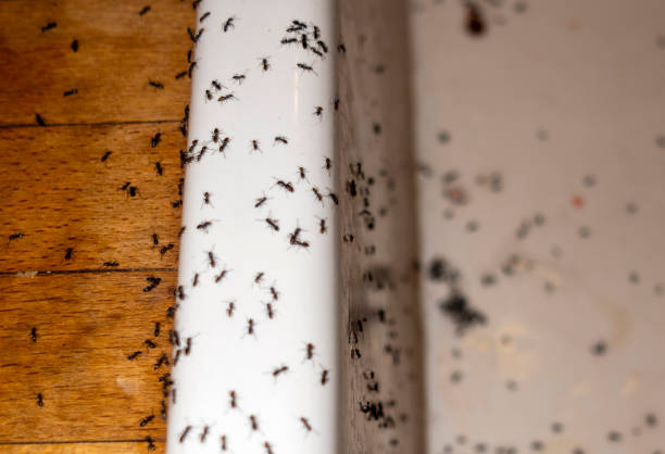 Best Pest Removal Services  in Santee, SC